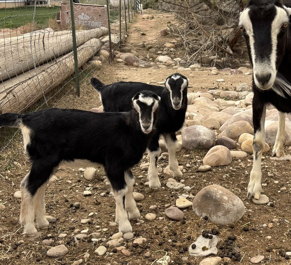 Baby La Mancha Goats