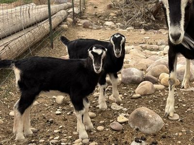 Baby La Mancha Goats
