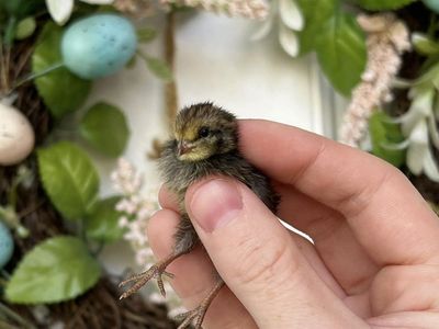 Button Quail Chicks