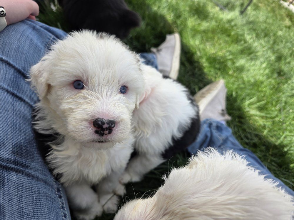 Old English Sheepdog AKC puppies