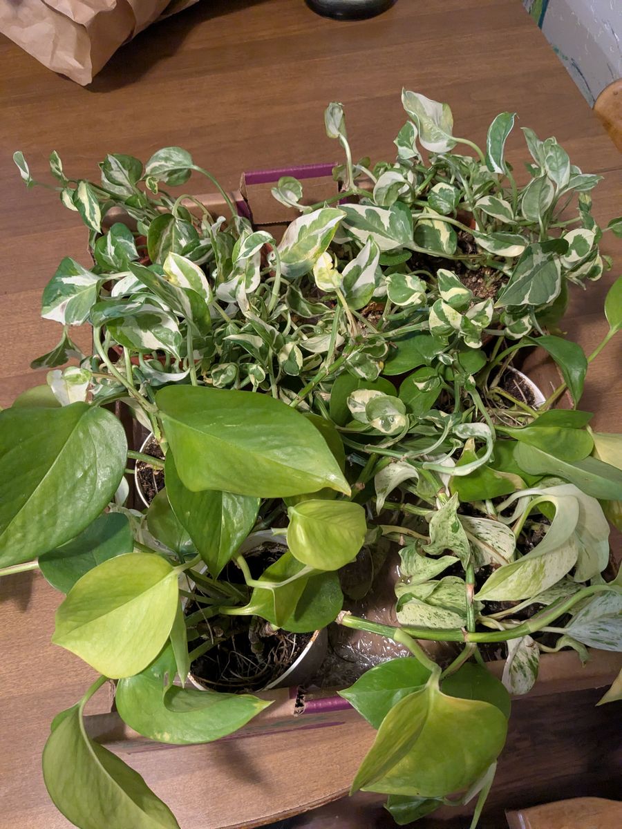Assorted indoor plants 