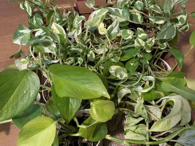 Assorted indoor plants