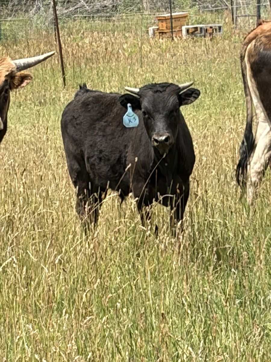 Fresh roping steer