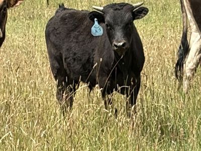 Fresh roping steer