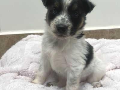 Hello my name is Barrel