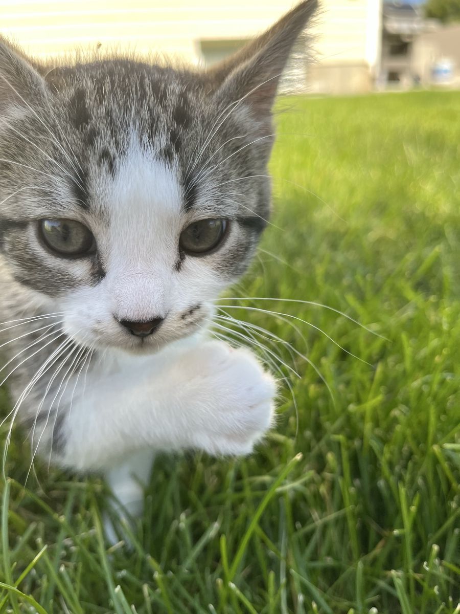 2 Kittens Left! Adorable Kittens Looking for Their Forever Homes!