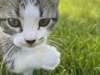 2 Kittens Left! Adorable Kittens Looking for Their Forever Homes!