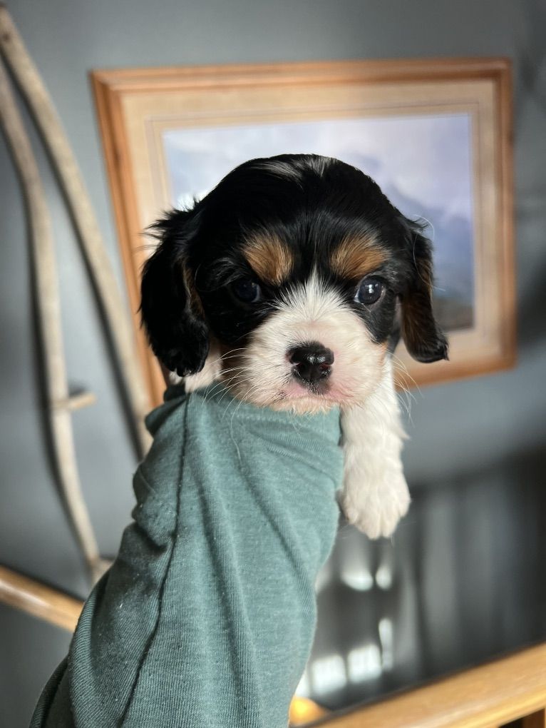 AKC Cavalier King Charles Puppies