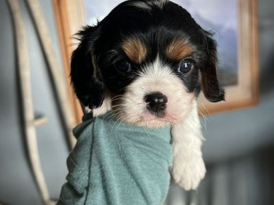 AKC Cavalier King Charles Puppies