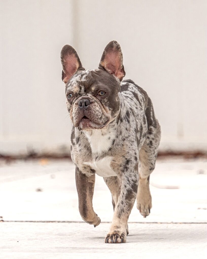 Regal AKC french Bulldog Stud
