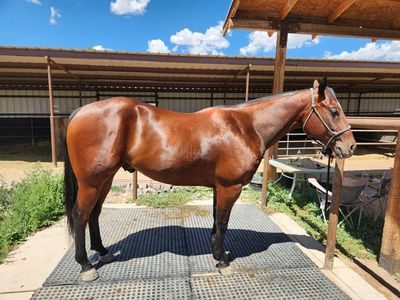 4 yr. old Quarter Horse Gelding