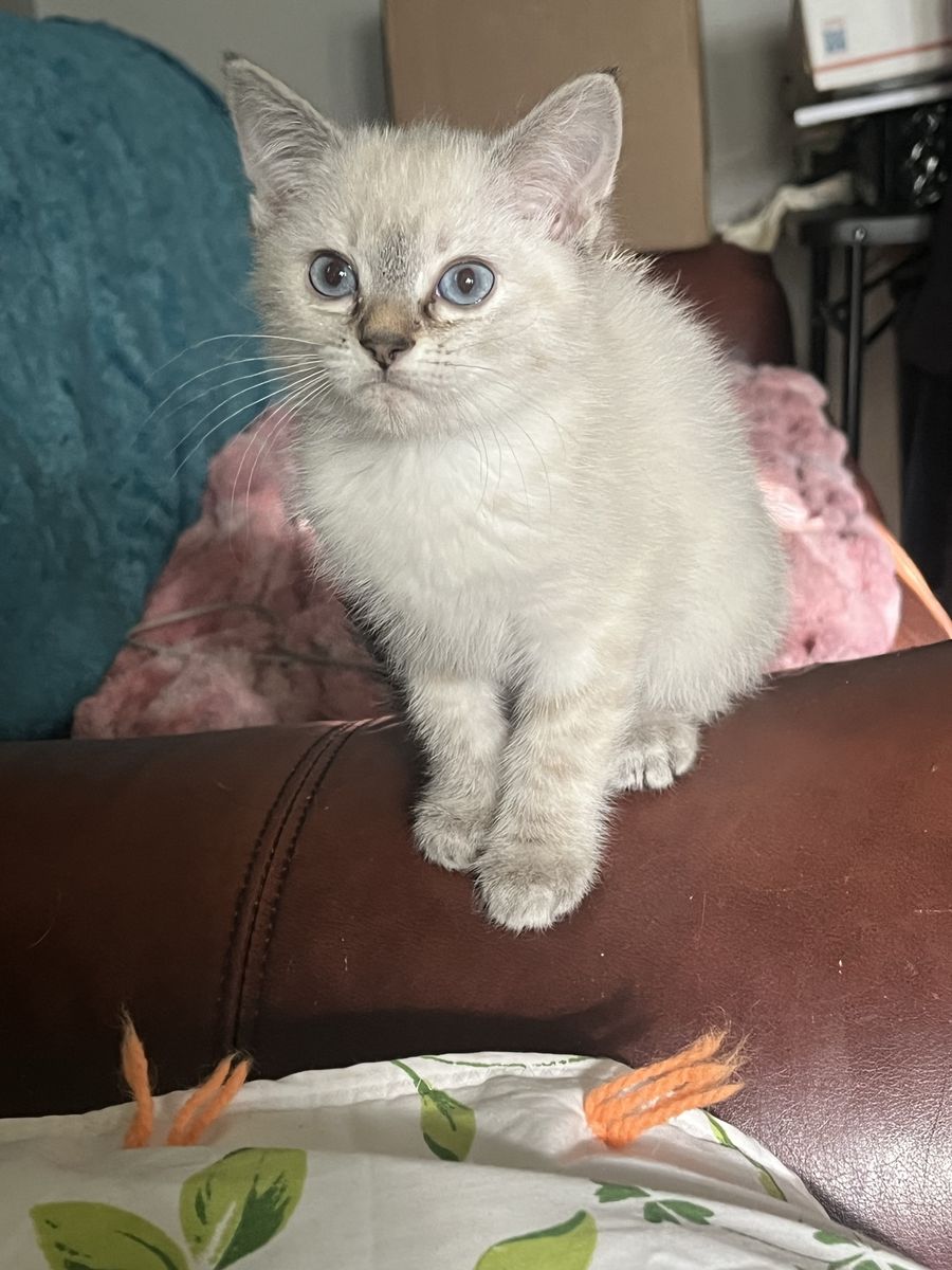 Maincoon Bengal ragdoll mix female