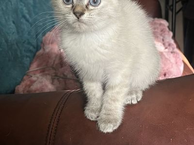 Maincoon Bengal ragdoll mix female