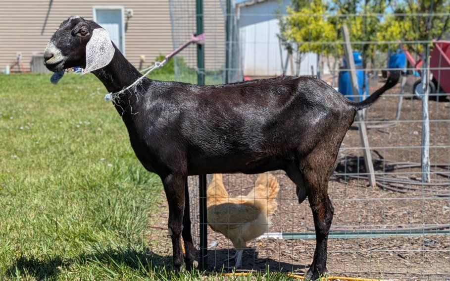 Beautiful Registered Nubian doe in milk