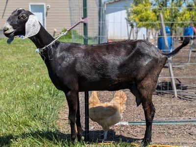 Beautiful Registered Nubian doe in milk