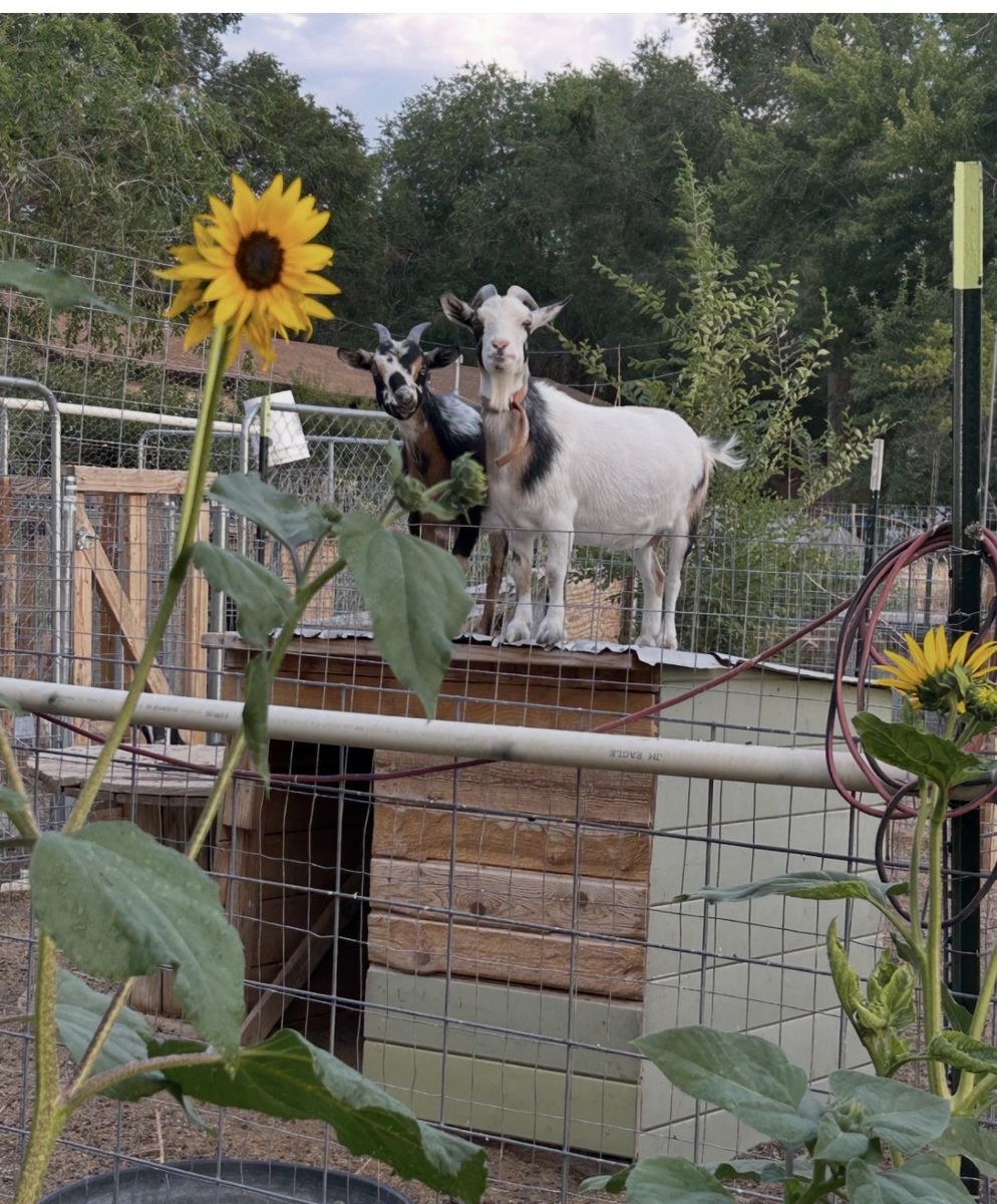 Nigerian dwarf does