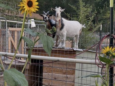 Nigerian dwarf does