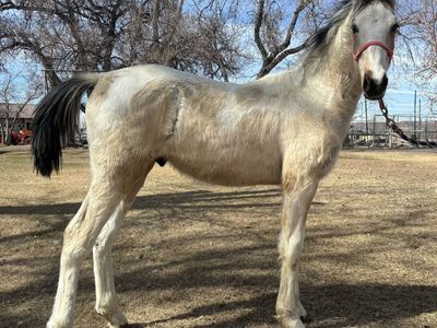 Grade Foxtrotter/saddlebred Colt