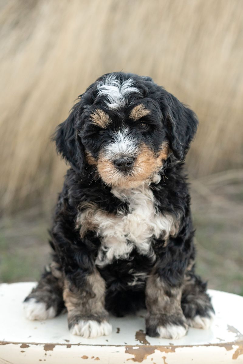 Mini Bernedoodle - Health Guarantee