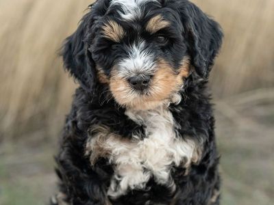 Mini Bernedoodle - Health Guarantee