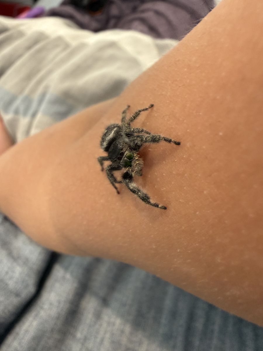 Regal Jumping spider babies