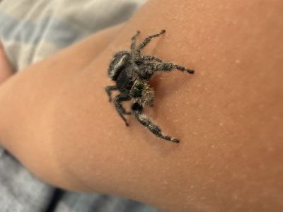 Regal Jumping spider babies