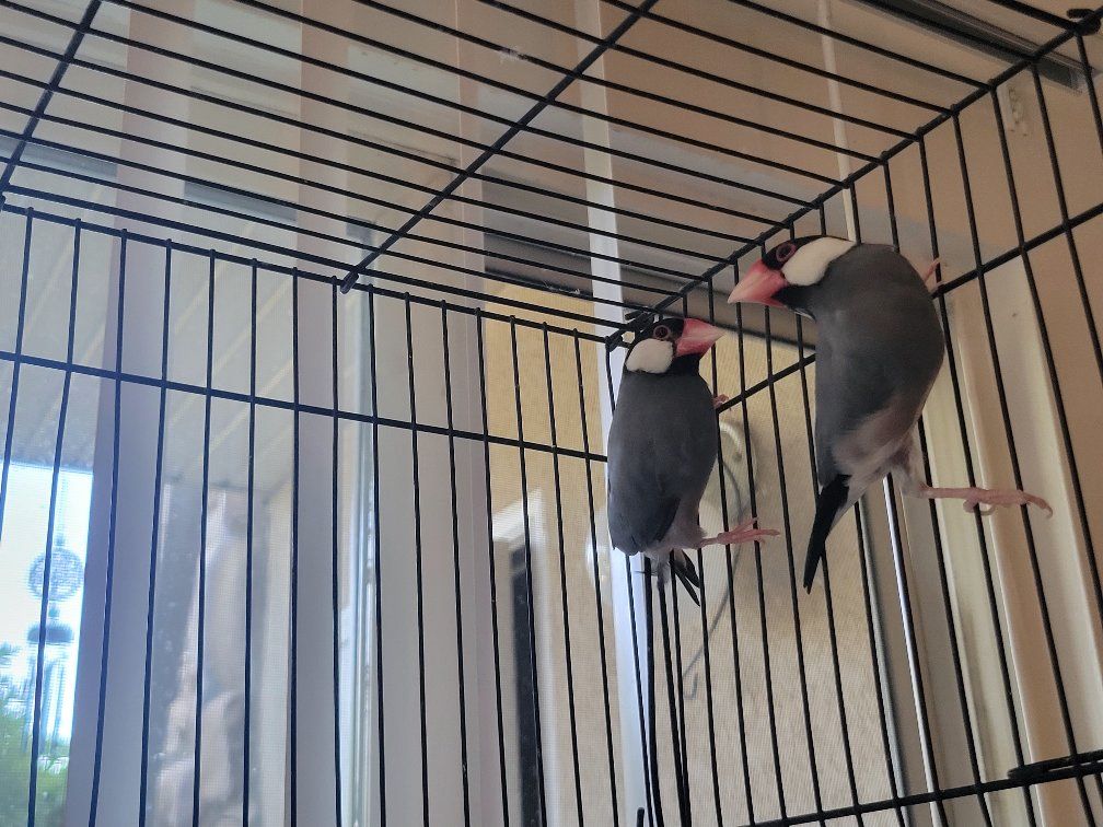 JAVA FINCH BIRDS . ( they are couple)