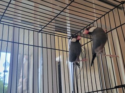 JAVA FINCH BIRDS . ( they are couple)