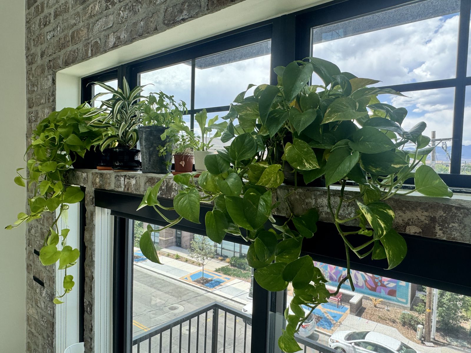Healthy House Plants Indoor for Sale