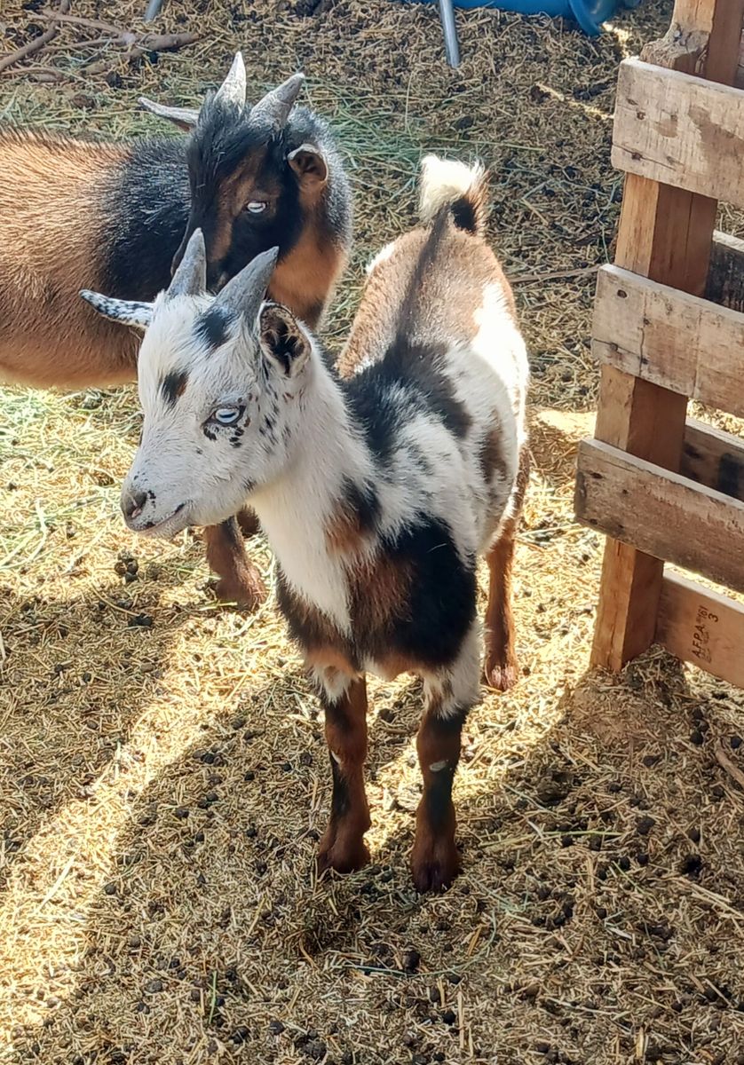 Blue eyed Nigerian dwarf bucklings