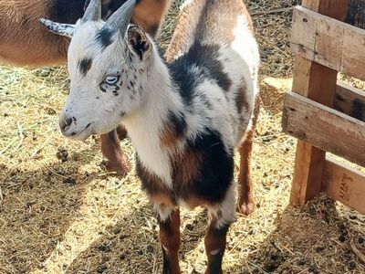 Blue eyed Nigerian dwarf bucklings