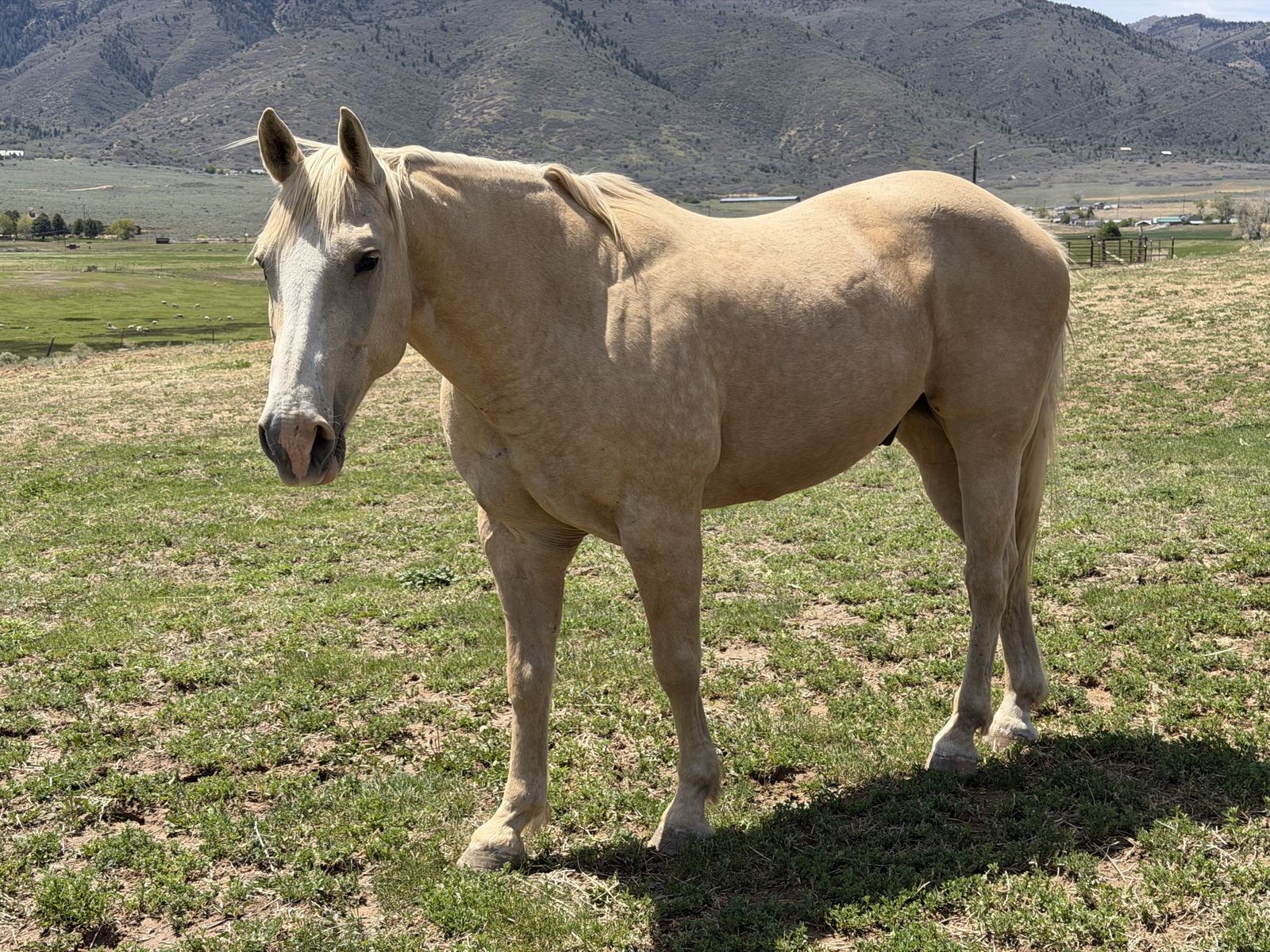 Doc - 11 Year Old Palomino