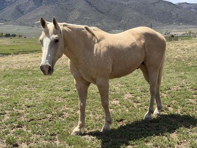 Doc - 11 Year Old Palomino