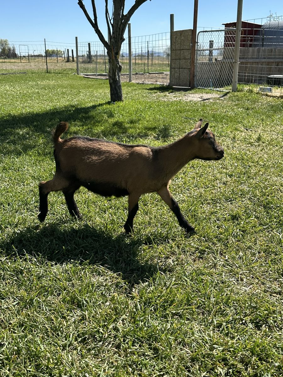 Oberhasli goat