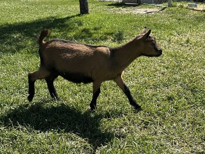 Oberhasli goat