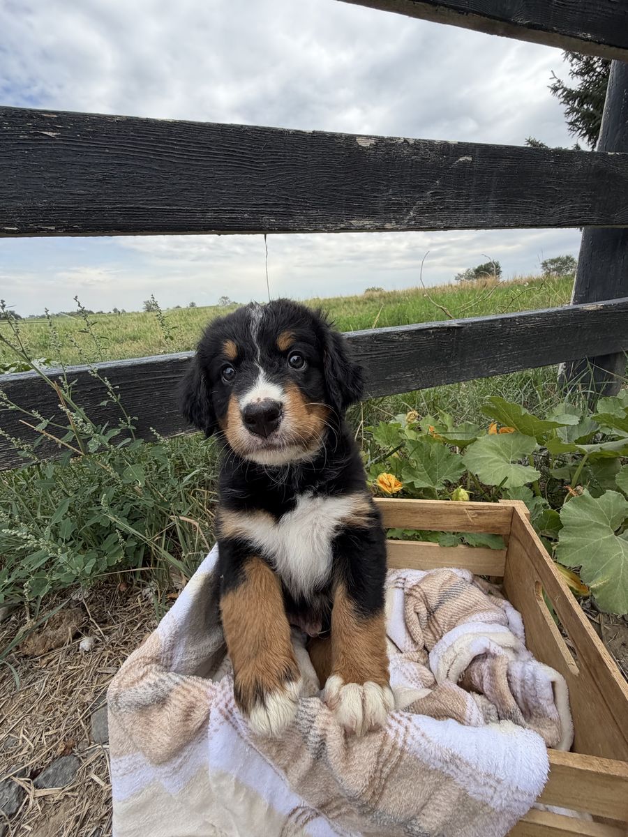 Australian Mountain Dog Puppy