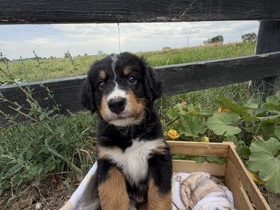 Australian Mountain Dog Puppy