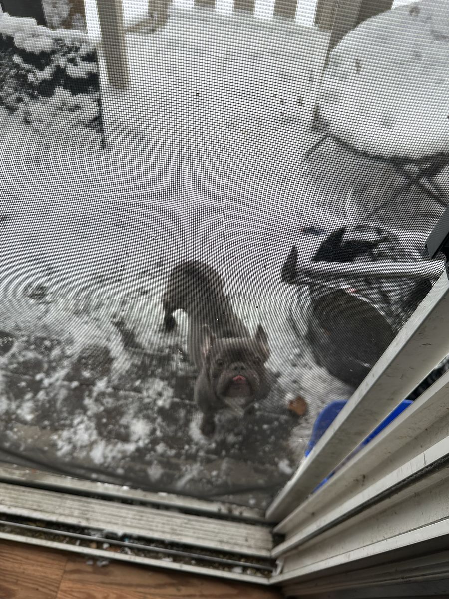 Blue French Bulldog