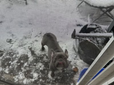 Blue French Bulldog