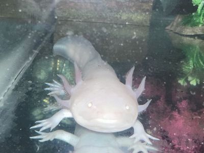 Axolotl With Everything!