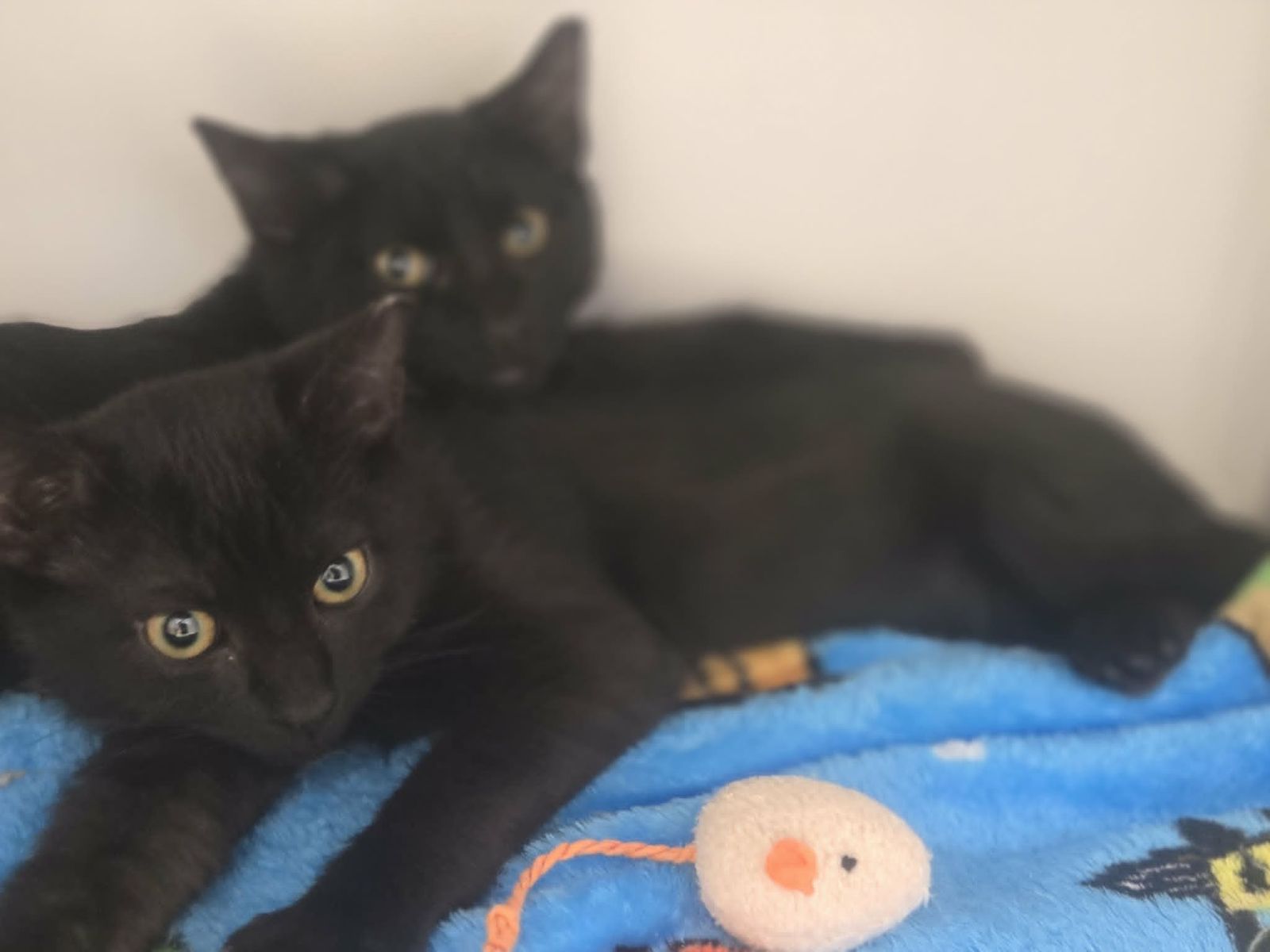 A164156 Marjorie is Available for Adoption!