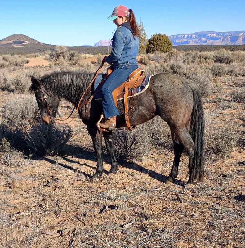 Beautiful 2021 AQHA blue roan mare