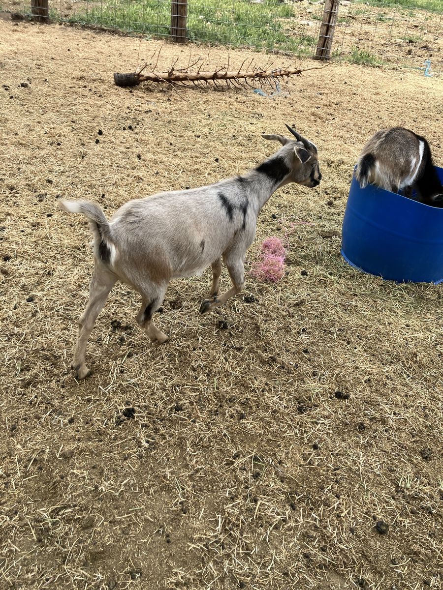 Blue eyed female mini Nubian
