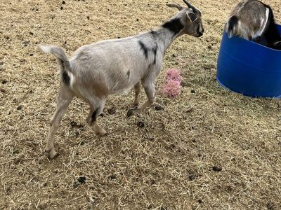 Blue eyed female mini Nubian