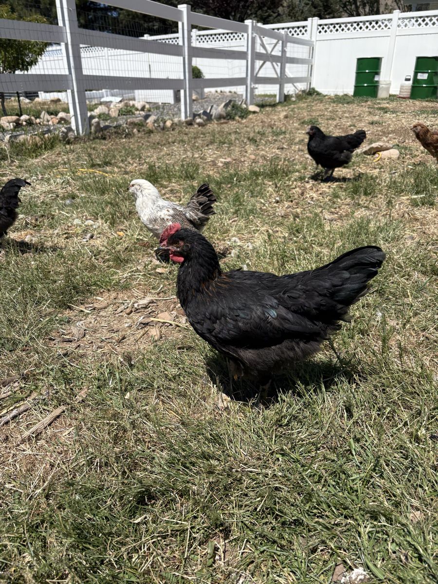 black copper maran rooster
