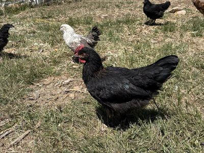black copper maran rooster