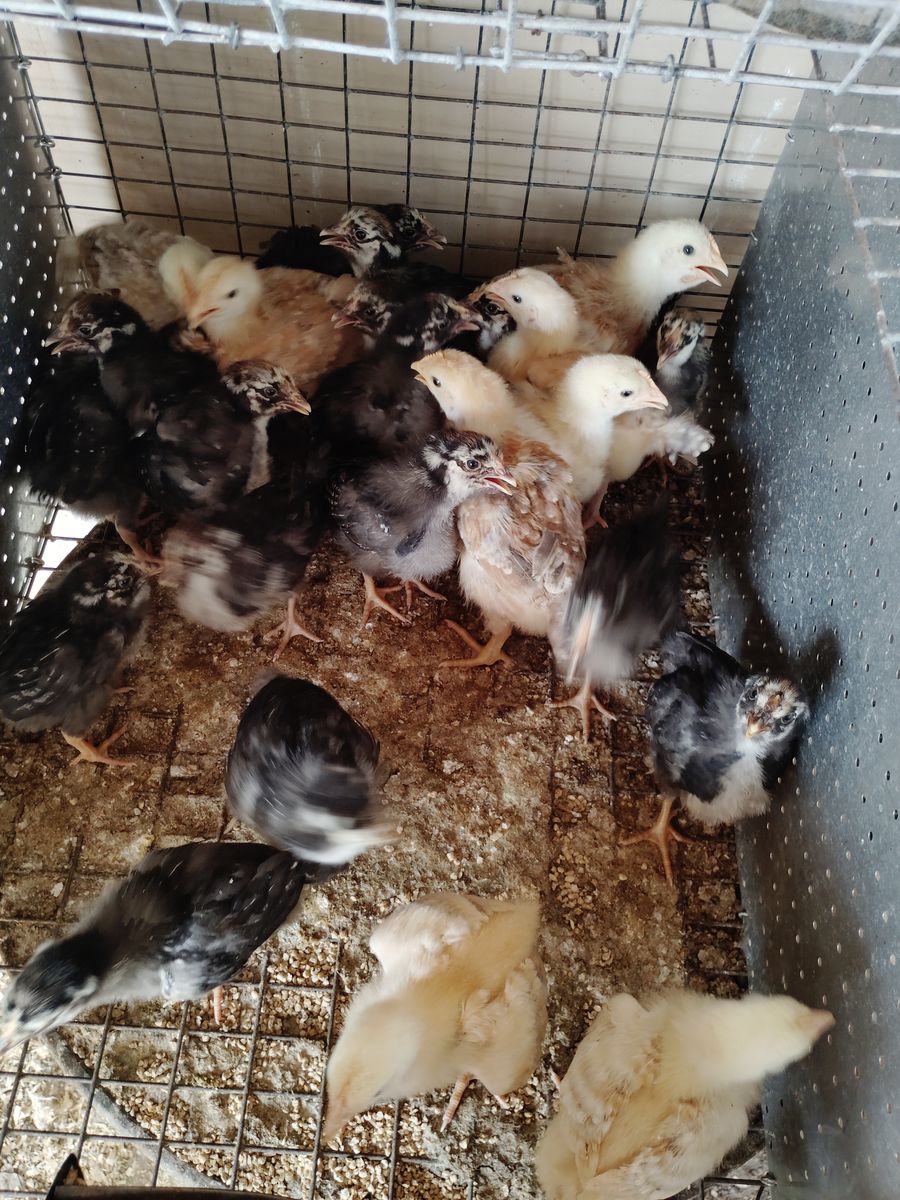 Chicks