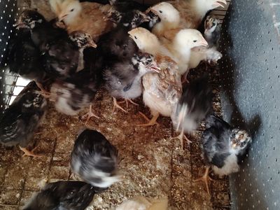 Chicks