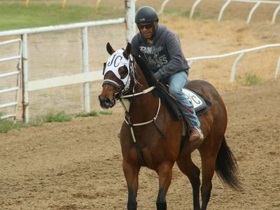 3 year old mare