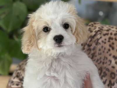 Cavachon - Bichon Frise / King Charles Cavalier